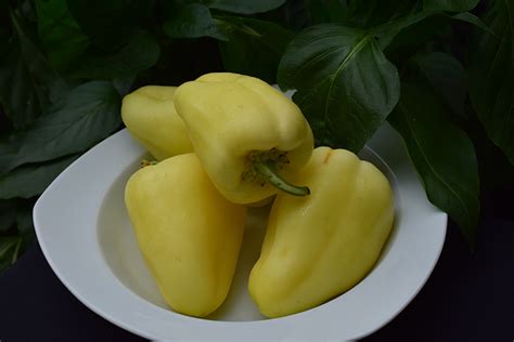 blonde belle|Blonde Belle Pepper (Capsicum annuum 'Blonde Belle') in .